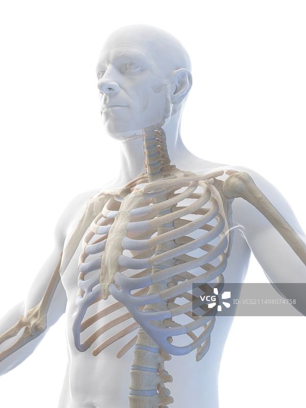 男性骨骼插图图片素材