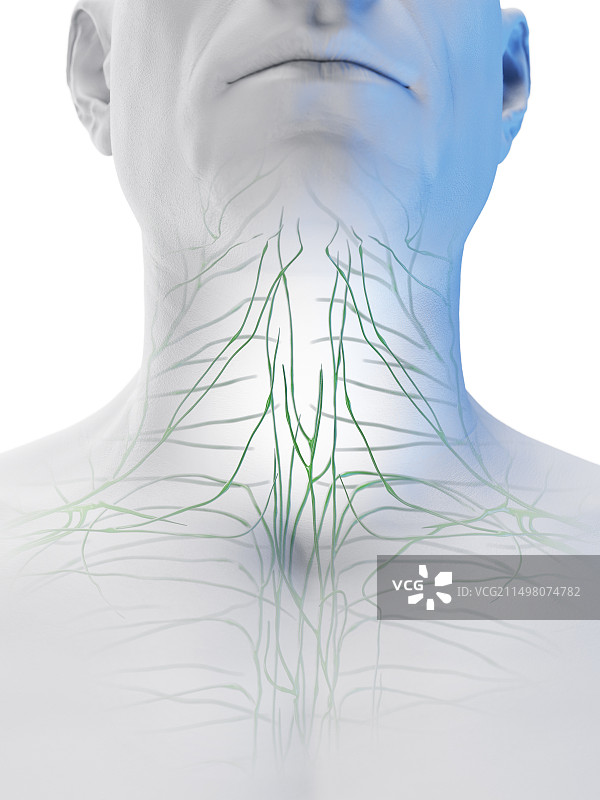 男性淋巴系统图图片素材