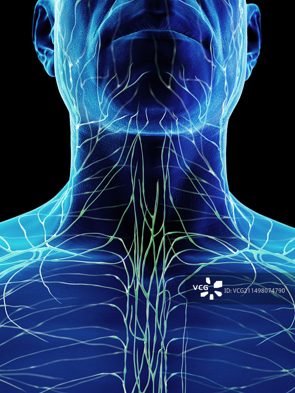 男性淋巴系统图图片素材
