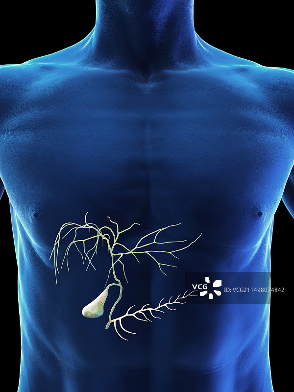 男性胆囊，图示图片素材