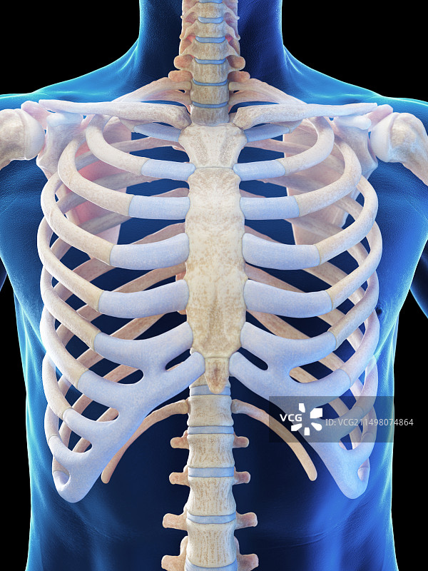 男性肋骨插图图片素材