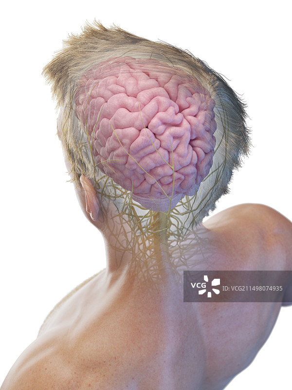 男性神经系统，插图图片素材