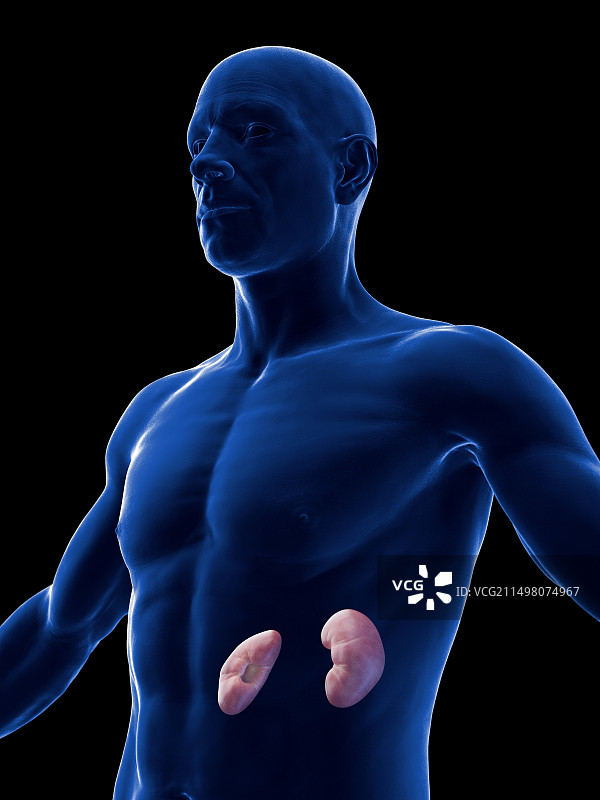 男性肾脏插图图片素材