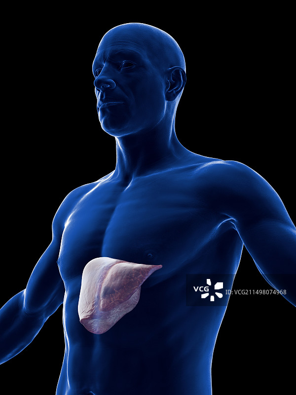 男性肝脏插图图片素材