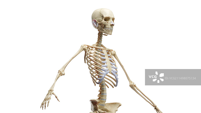 骨骼系统插图图片素材