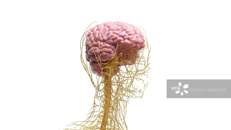 神经系统，插图图片素材