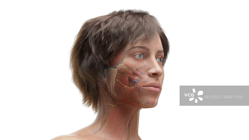 头部肌肉插图图片素材