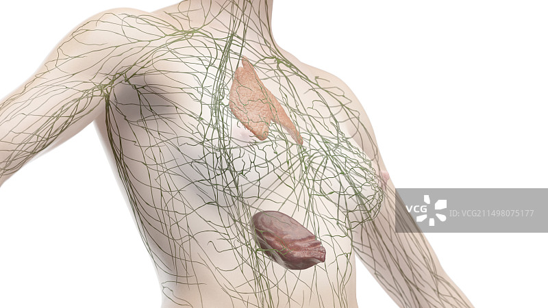 躯干淋巴系统示意图图片素材