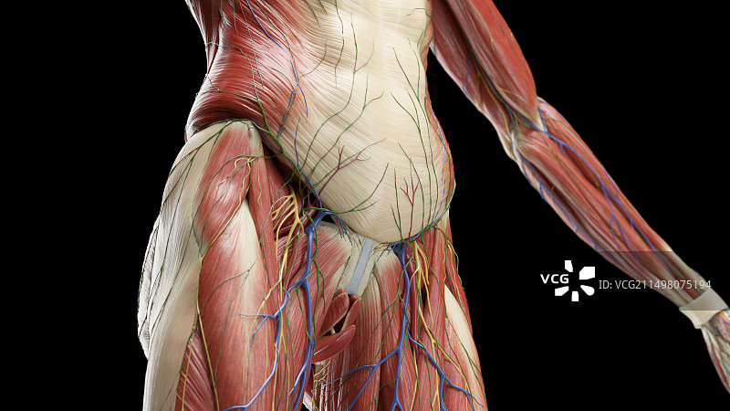 腹部和骨盆肌肉插画图片素材
