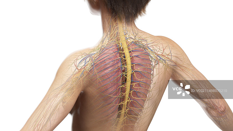 上背部解剖结构图图片素材