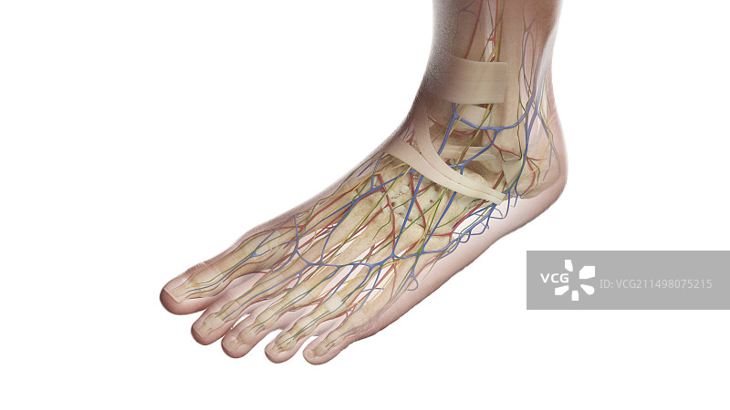 左脚解剖图示图片素材