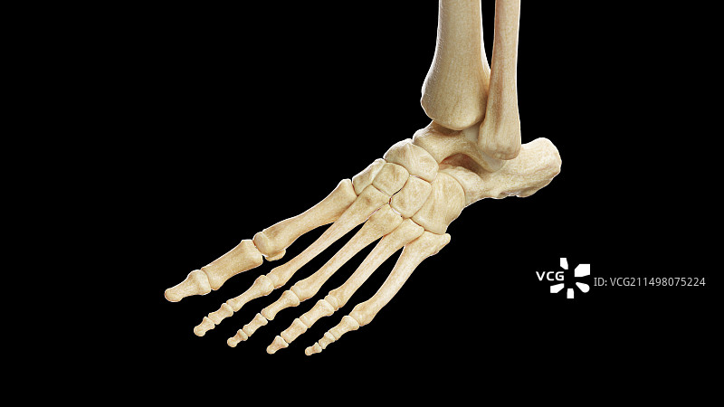 左脚骨骼插图图片素材