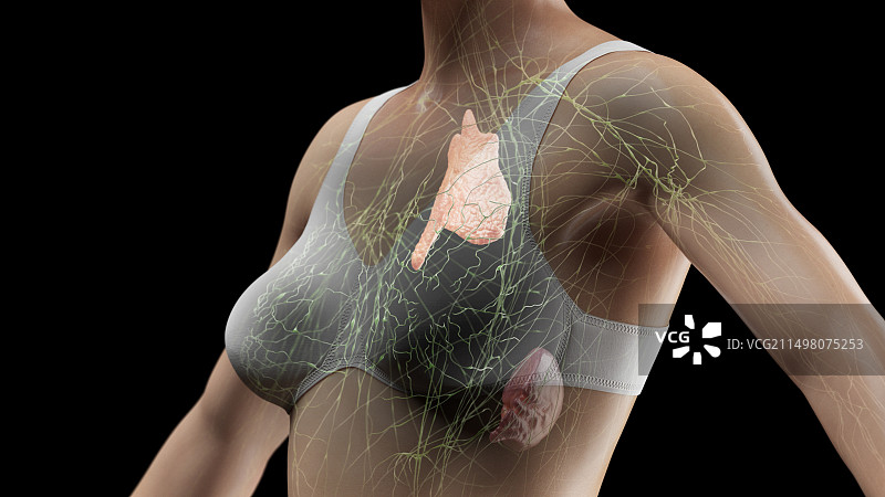 胸部淋巴系统插画图片素材