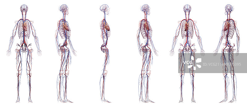 血管系统，图示图片素材