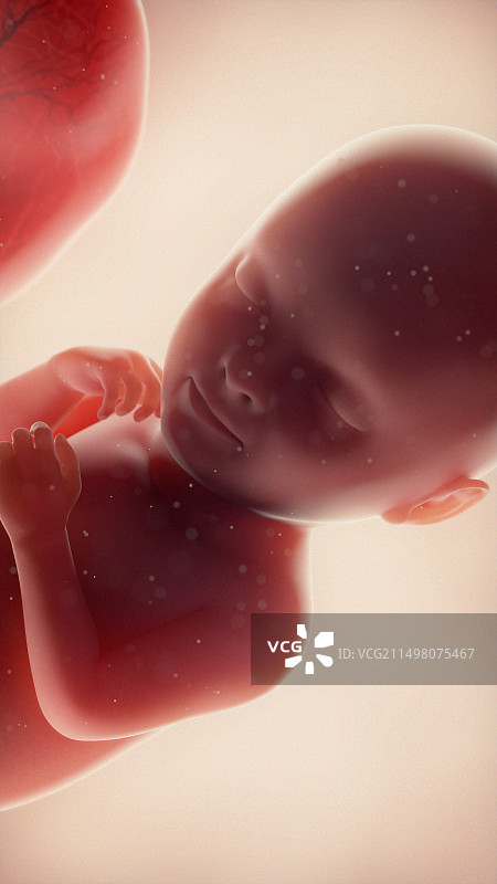 33周的胎儿（图示）图片素材
