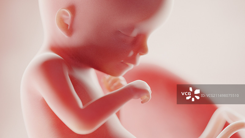 18周胎儿，图示图片素材