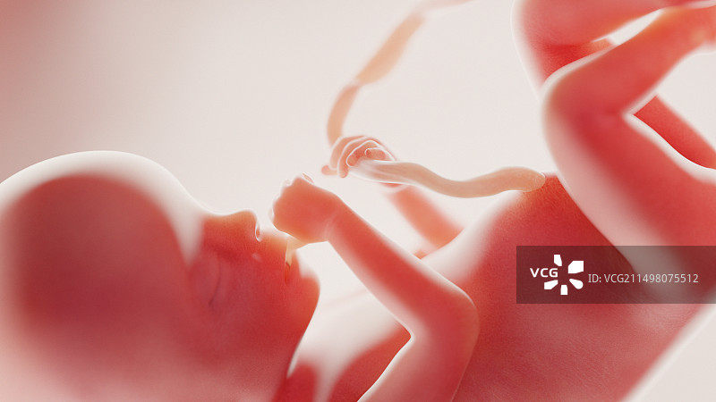 20周胎儿图示图片素材