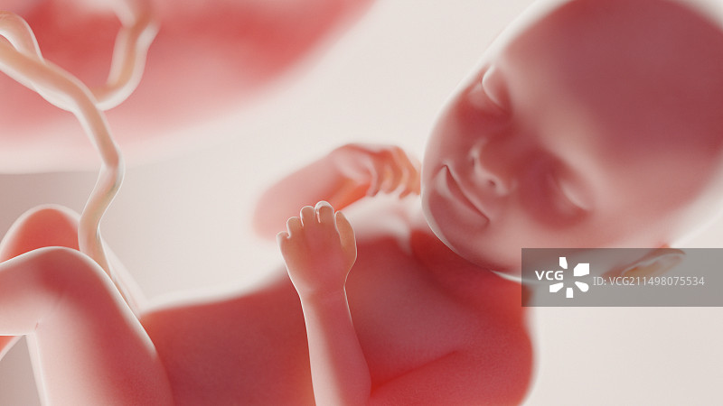 33周的胎儿（图示）图片素材