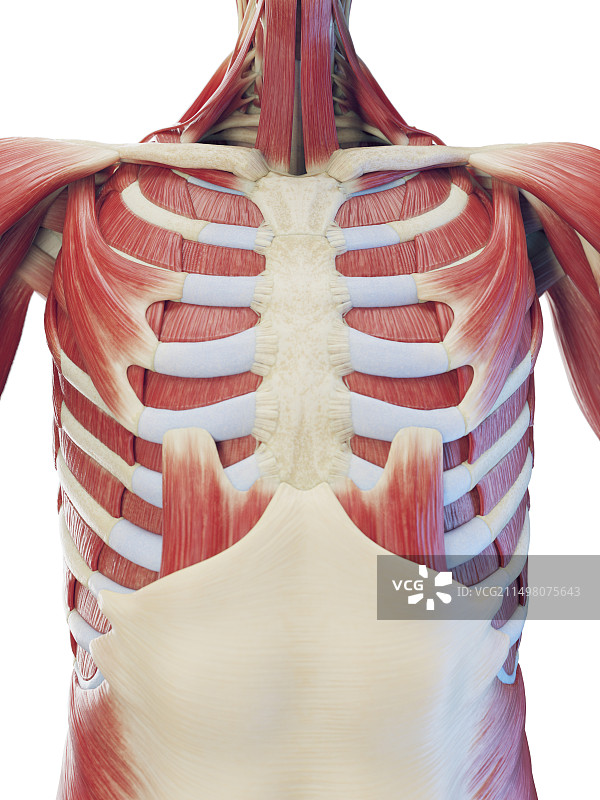 躯干肌肉系统图示图片素材