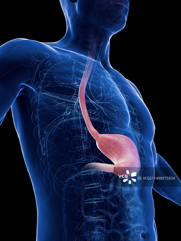 胃和食道图示图片素材