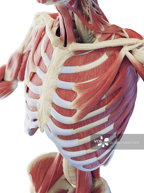 躯干肌肉系统图示图片素材