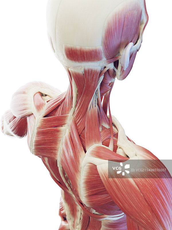 颈部和背部深层肌肉图图片素材