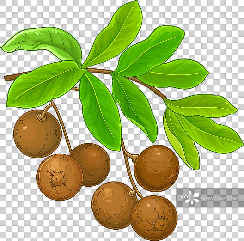 巴西坚果树枝彩色细节图片素材