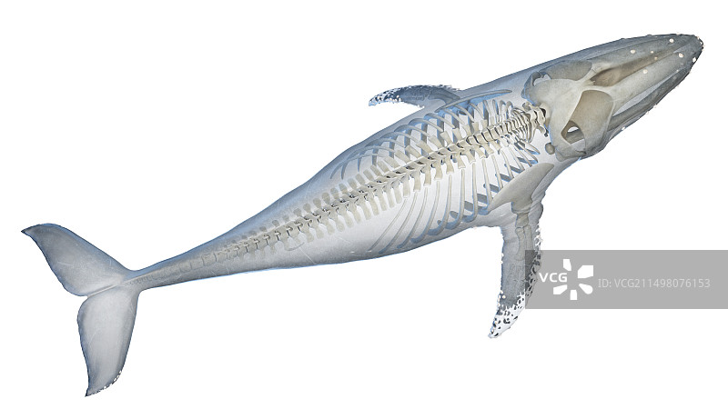 鲸鱼解剖结构图图片素材