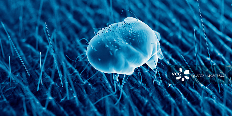 人体皮肤上的疥螨，图解图片素材