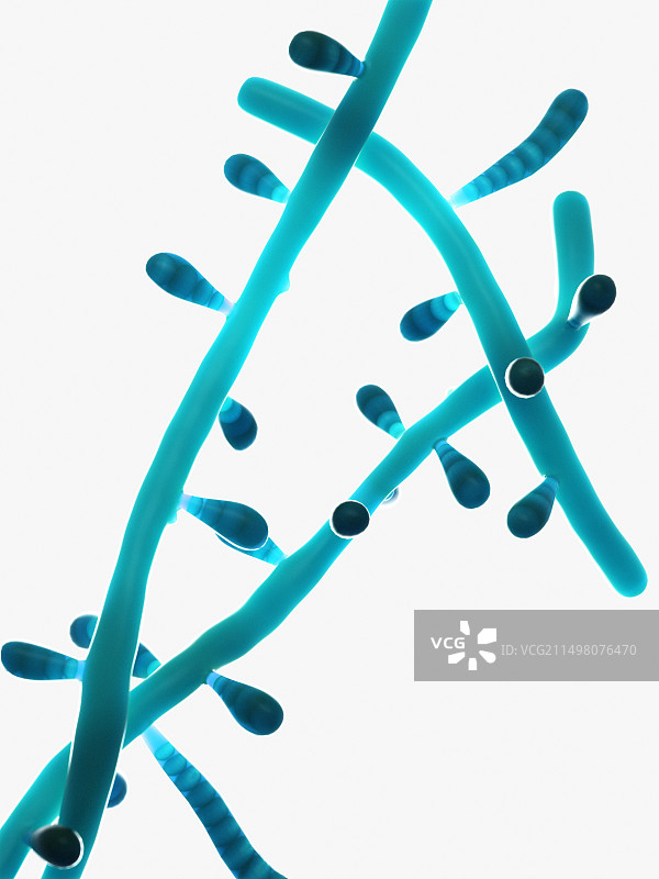 毛癣菌模型，图示图片素材