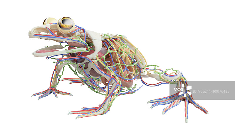 青蛙内脏结构图图片素材