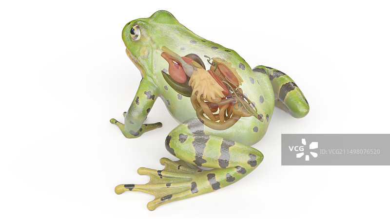 青蛙内脏器官插画图片素材