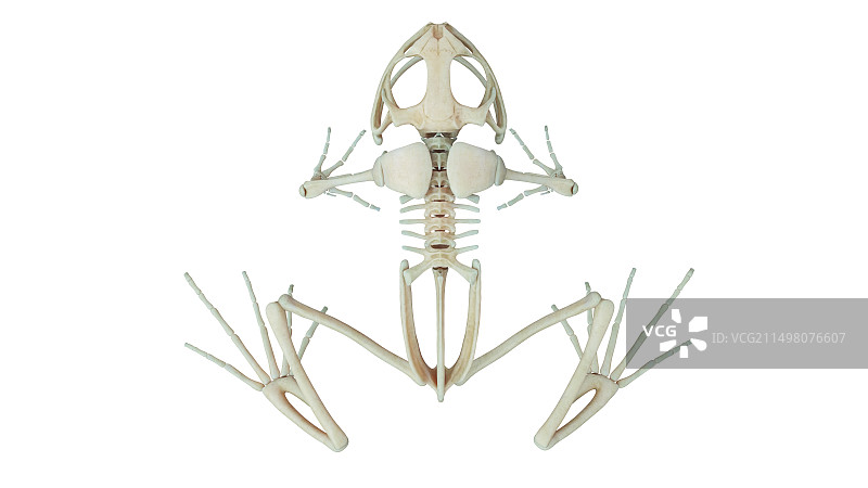 青蛙骨骼结构图图片素材