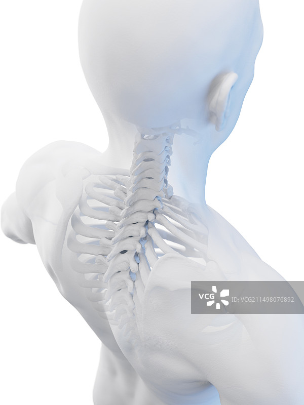 男性骨骼系统，插图图片素材