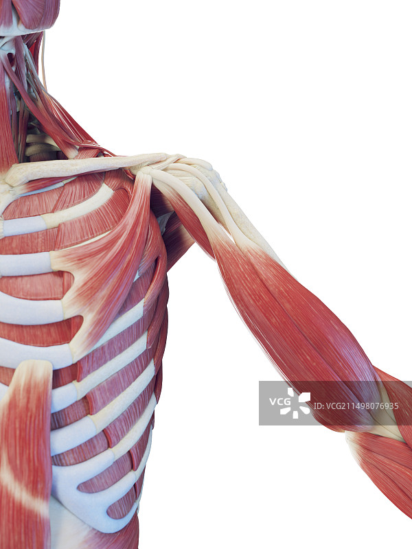 男性深层躯干肌肉插图图片素材