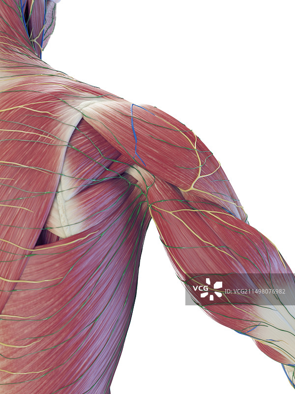 男性背部肌肉插画图片素材