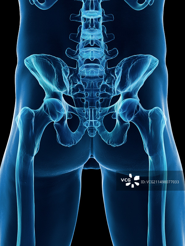 男性骨盆骨骼图图片素材