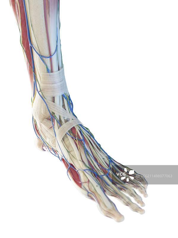 男性足部插画图片素材