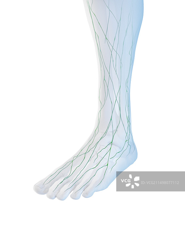 足部淋巴图图片素材