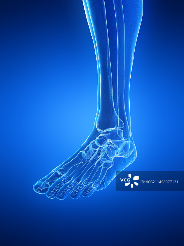 足部骨骼插图图片素材