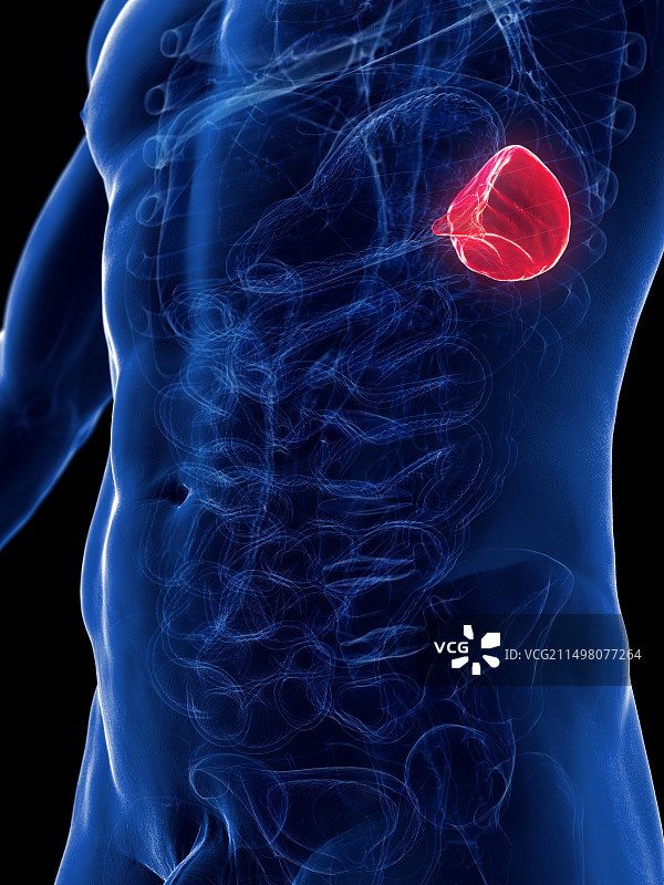 男性脾脏插图图片素材