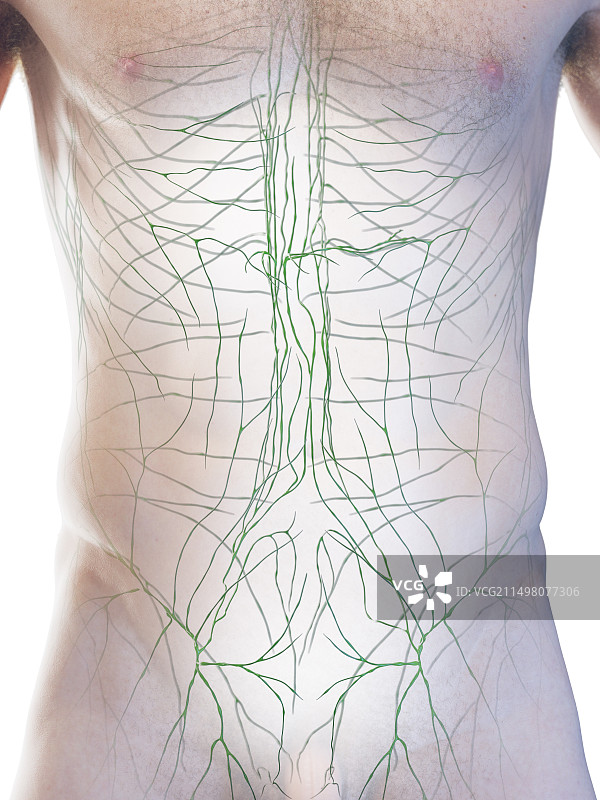 男性淋巴系统图图片素材