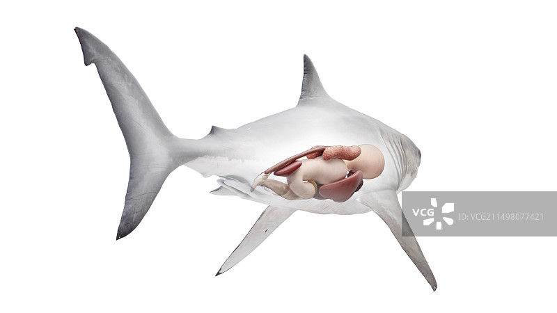 鲨鱼内脏结构图图片素材