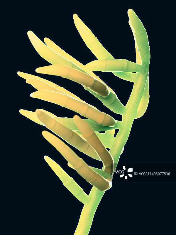 镰刀菌插画图片素材