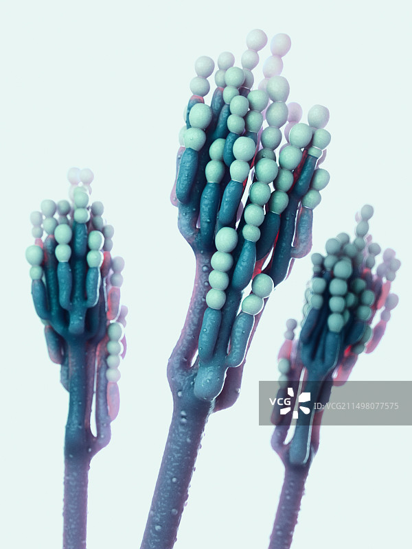 青霉菌插图图片素材