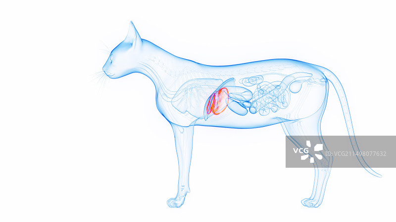 猫的肝脏，插图图片素材