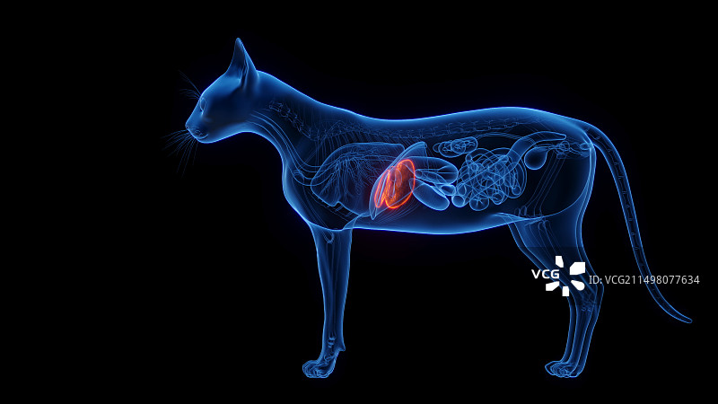 猫的肝脏，插图图片素材