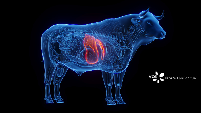 牛肝插画图片素材