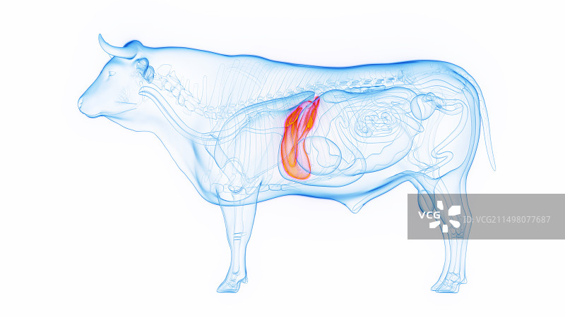 牛肝插画图片素材