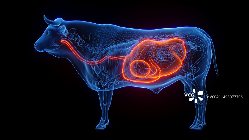 奶牛的胃和食道，插图图片素材